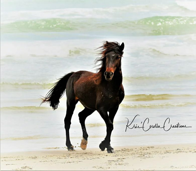 Corolla's Spanish Mustangs 30" x 40" Wall Canvas- Portrait of Rhett