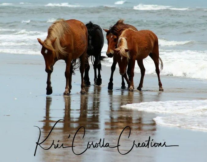 Corolla's Spanish Mustangs 30" x 40" Wall Canvas- Wading in the Water