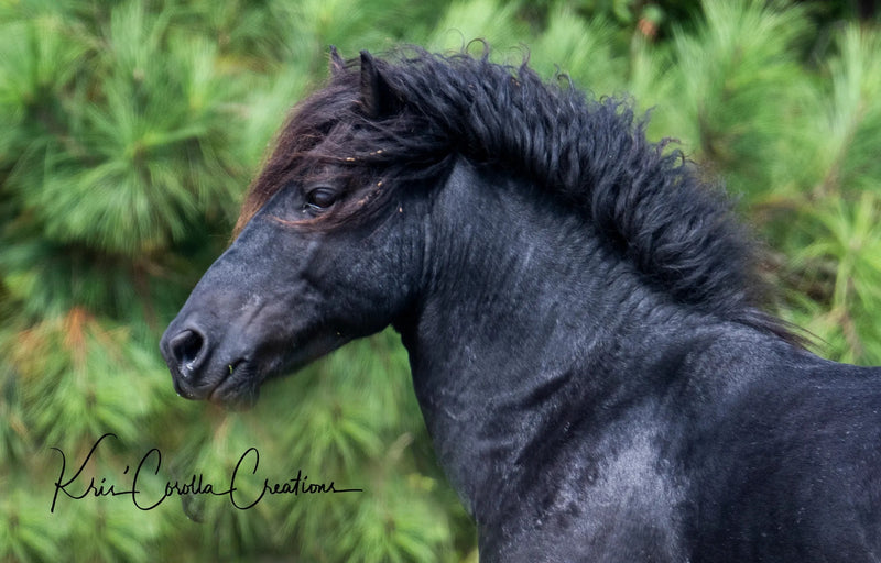 Corolla's Spanish Mustangs 30" x 40" Wall Canvas- Portrait of a Stallion