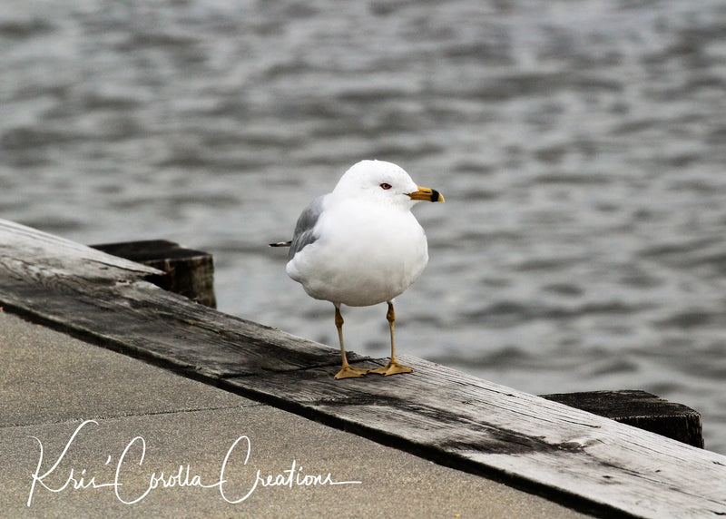 Kris' Corolla Creations 30" x 40" Wall Canvas- Seagull on the Water