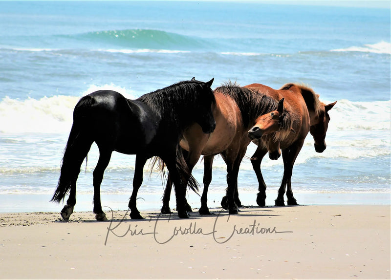 Corolla's Spanish Mustangs 30" x 40" Wall Canvas- Mare Says Whaaaat