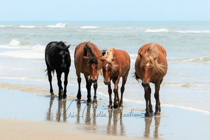Corolla's Spanish Mustangs 16"x 20" Wall Canvas- Strolling on the Shore