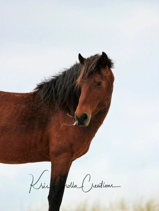 Corolla's Spanish Mustangs 18"x 24" Wall Canvas- Majestic Mare