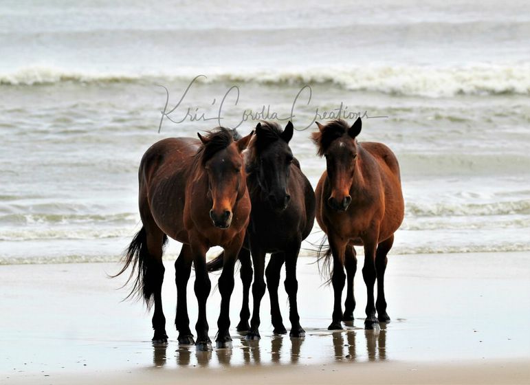 Corolla's Spanish Mustangs 30"x 40" Wall Canvas- Stallion & Mares