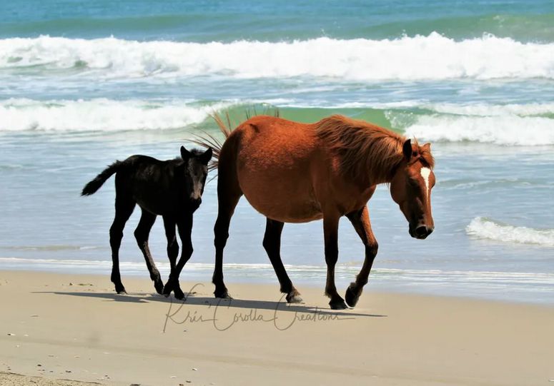 Corolla's Spanish Mustangs 8"x 8" Wall Canvas- Mama & Baby Morning Stroll