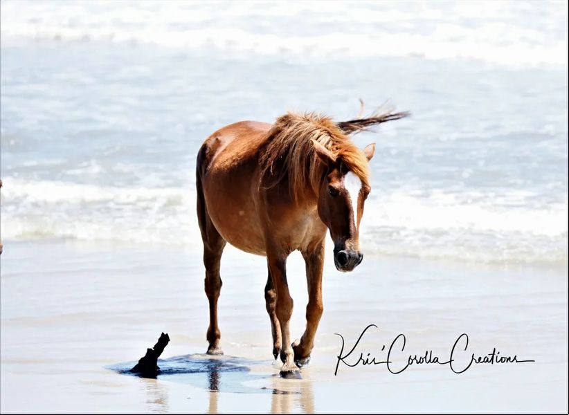 Corolla's Spanish Mustangs 24"x 36" Wall Canvas- Driftwood Shores