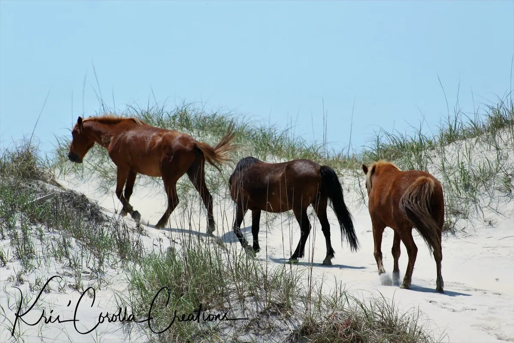 Corolla's Spanish Mustangs 11"x 14" Wall Canvas- Sand Dune Strolling